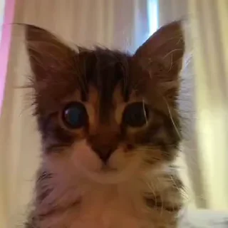 Telegram sticker 😳 Котенки и не только