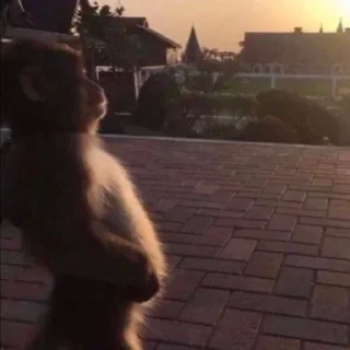 Video sticker 🐒 Marcellous Niggerous :: @fStikBot