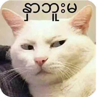 Telegram stiker 🐱 မသာမတွေယူသုံးကြ🤡