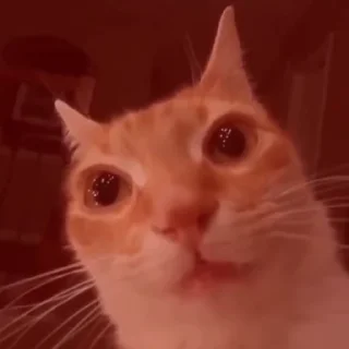 Video sticker 🙀 Больше стиков тут: @stikery4