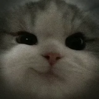 Video sticker 😼 Больше стиков тут: @stikery4