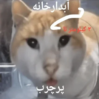 Телеграм стикер 🐱 ملات سفت بدمز حرکت !