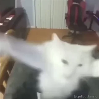 Video sticker 🤩 Джайр Соло