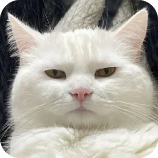 Telegram sticker 🐱 𝐋𝐎𝐕𝐄 𝐊𝐈𝐒𝐒 😫❤️‍🩹 @merainfo