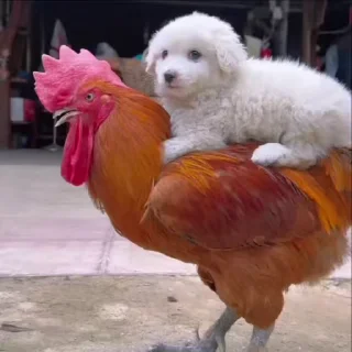 Video sticker 🌟 Nashe mai bana hua pack •@emotionally_unavailablee