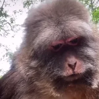 Video sticker 😒 Nashe mai bana hua pack •@emotionally_unavailablee