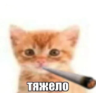 Video sticker 🤩 Больше стиков тут: @stikery4