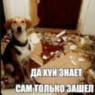 Telegram sticker 🤩 Больше стиков тут: @stikery4