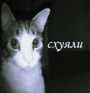 Telegram sticker 🤩 Больше стиков тут: @stikery4