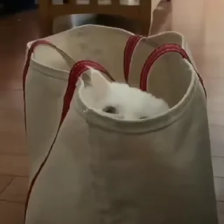 Video sticker ♥️ @DaBouL !! @LN_NN .♥️