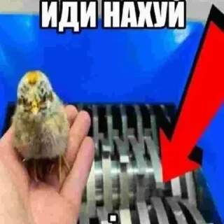 Телеграм стикер 🐦 Автор царь и бог