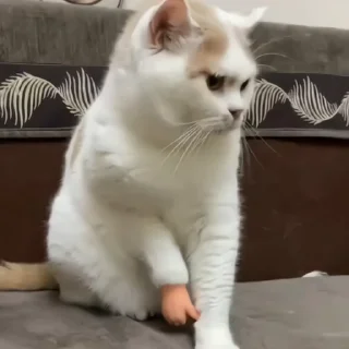 Video sticker 🐈‍⬛️ Sԋαԃσɯ Pαƈƙ ⋆ ─ .✦ [ @whoisme333 ]  [ @ttyyuiii568 ]