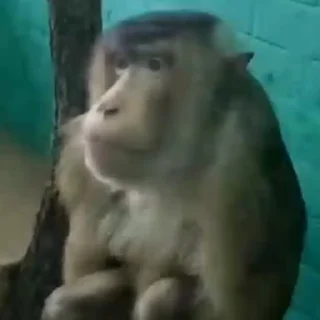 Sticker 😑 Monkey 🐒