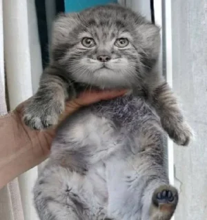 Telegram sticker 🌟 Больше Манулов!! :: @fStikBot
