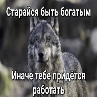 Video sticker 🙄 кулебяка