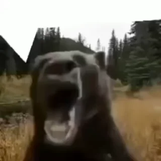 Video sticker 🐻 @Naxbaxxx мои любимые мемы.