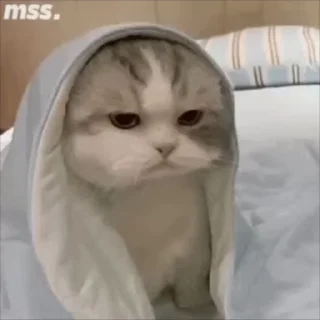Video sticker 🌟 电话短信轰炸|飞机账号 @xiatianddeye