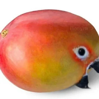 Video sticker 🐦 Интересный попугайчик