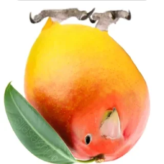 Video sticker 🍲 Интересный попугайчик