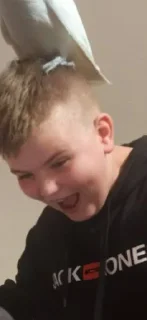 Sticker 🌟 Pudge :: @fStikBot