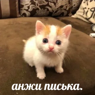 Video sticker 😢 Писькамэн: Через вселенные