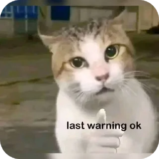 Telegram sticker 🐱 @infp_claraqt