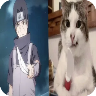 Telegram sticker 🐱 @infp_claraqt