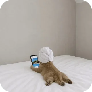 Telegram sticker 🛋 🐱🐱🐱🐱🐱🐱🐱meowMeowww