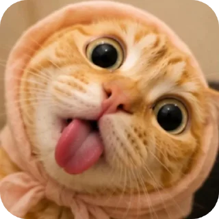 Sticker 🐱 🐱🐱🐱🐱🐱🐱🐱meowMeowww