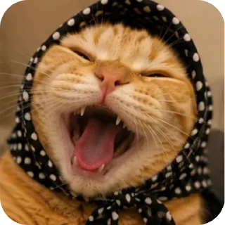 Video sticker 🐱 🐱🐱🐱🐱🐱🐱🐱meowMeowww