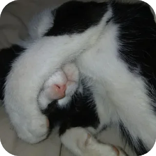 Telegram sticker 🤩 قطاوة ناي