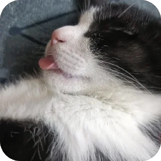 Sticker 🤩 قطاوة ناي