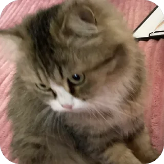 Telegram sticker 🤩 قطاوة ناي