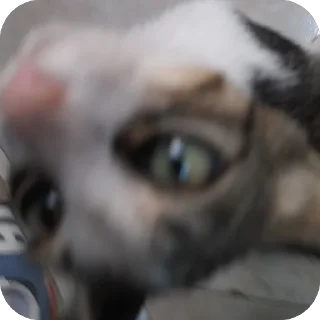 Video sticker 🤩 قطاوة ناي