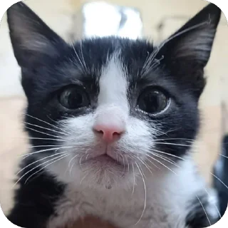 Video sticker 🤩 قطاوة ناي