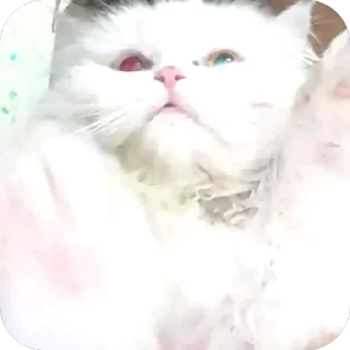 Telegram sticker 🤩 قطاوة ناي