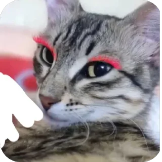 Telegram sticker 🤩 قطاوة ناي