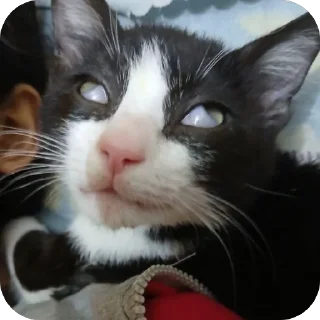 Telegram sticker 🤩 قطاوة ناي