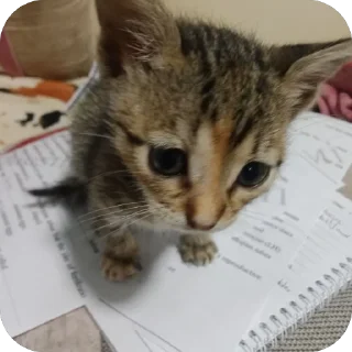 Video sticker 🤩 قطاوة ناي