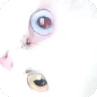 Telegram sticker 🤩 قطاوة ناي