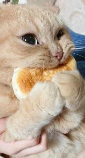 Телеграм стикер 😍 BOH, SONO IO)
