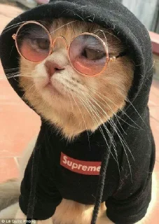 Телеграм стикер 😍 BOH, SONO IO)