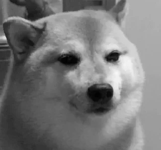 Sticker 😑 Tweety ⋆.𐙚˚'s