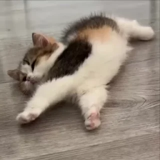 Video sticker 🌟 кошенята @kiluluv