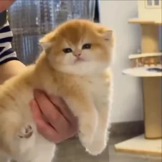 Video sticker 🌟 кошенята @kiluluv