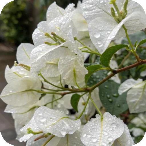 Telegram stiker 🌸 —͟͞͞❥𝙂𝐇𝐎𝐒𝐓♰ᥫ᭡፝֟፝֟'stickers