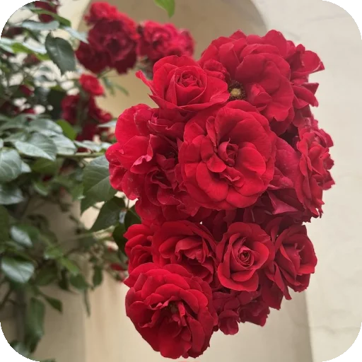 Sticker 🌸 —͟͞͞❥𝙂𝐇𝐎𝐒𝐓♰ᥫ᭡፝֟፝֟'stickers