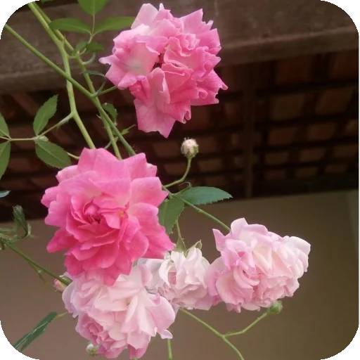 Telegram stiker 🌸 —͟͞͞❥𝙂𝐇𝐎𝐒𝐓♰ᥫ᭡፝֟፝֟'stickers