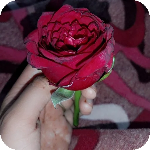 Telegram stiker ✋ —͟͞͞❥𝙂𝐇𝐎𝐒𝐓♰ᥫ᭡፝֟፝֟'stickers