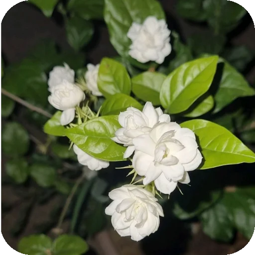 Telegram stiker 🌸 —͟͞͞❥𝙂𝐇𝐎𝐒𝐓♰ᥫ᭡፝֟፝֟'stickers